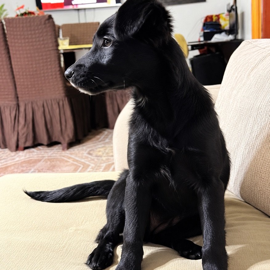 Foto de Negra